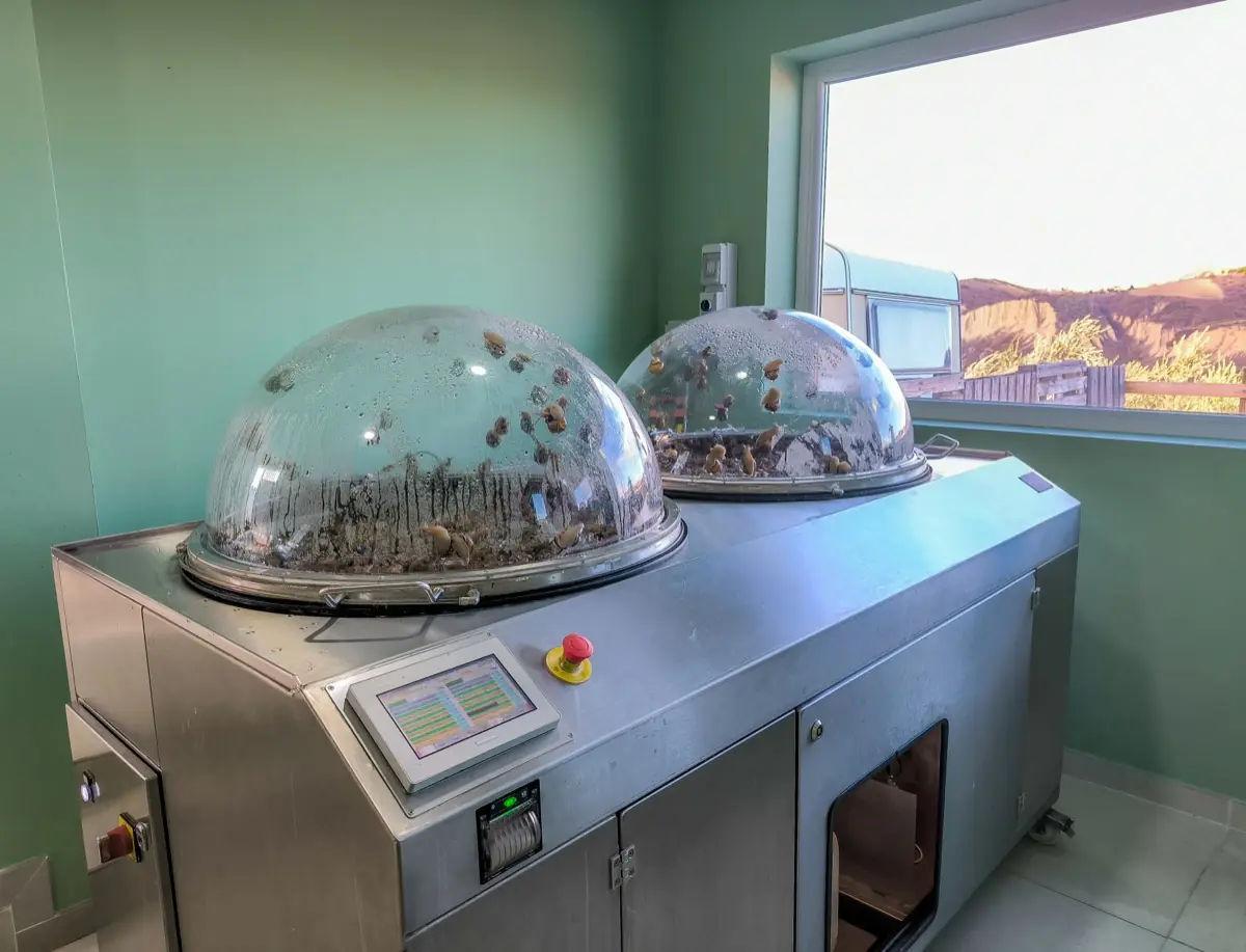 Estrazione bava di lumaca Cascina Bruno in Abruzzo